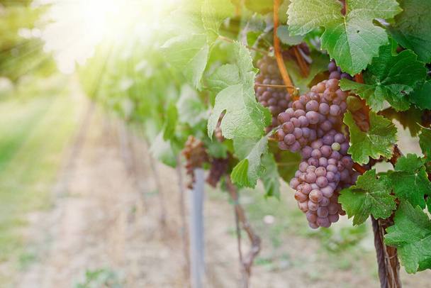 viñedo con uvas maduras en el campo al atardecer - Foto, Imagen