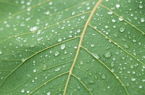Капли пресной воды на зеленом листе
 - Фото, изображение