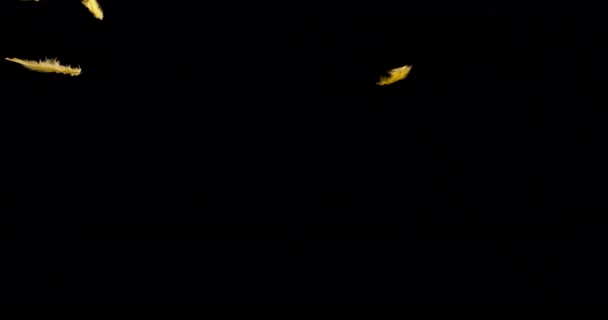 Pluma de color aislada flotando sobre el fondo negro - Imágenes, Vídeo