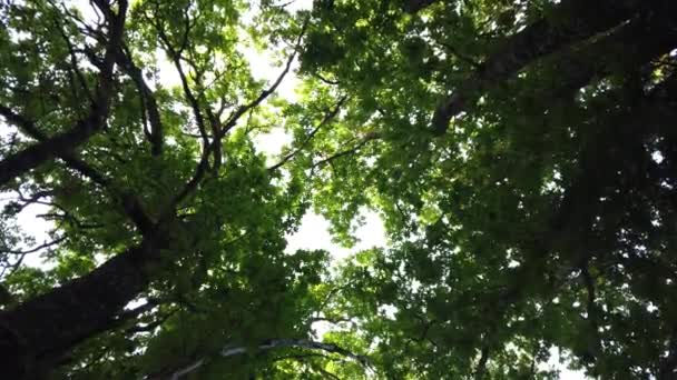 Δέντρα βελανιδιάς ενάντια στον ήλιο ενάντια στον ουρανό στο σκοτεινό σουηδικό δάσος κατά τη διάρκεια του φθινοπώρου. - Πλάνα, βίντεο