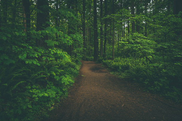 Forest trail path through lush green woods of the Pacific Northwest - Photo, Image