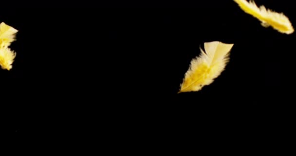 Pluma de color aislada flotando sobre el fondo negro - Imágenes, Vídeo