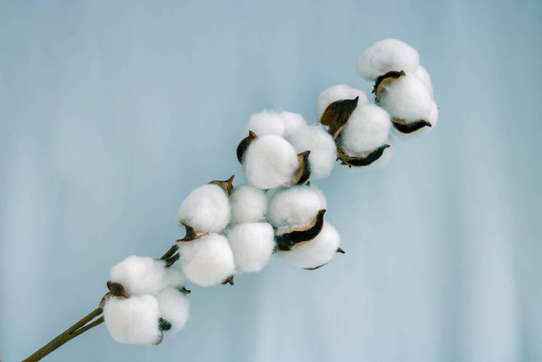 Una ramita de algodón sobre un tejido azul suave. - Foto, imagen