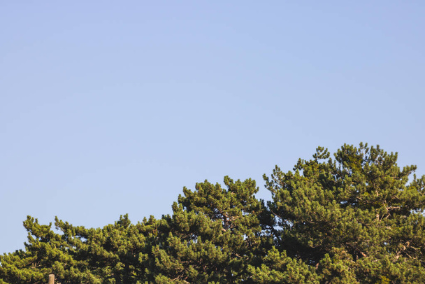 zöld fák kék ég táj - Fotó, kép