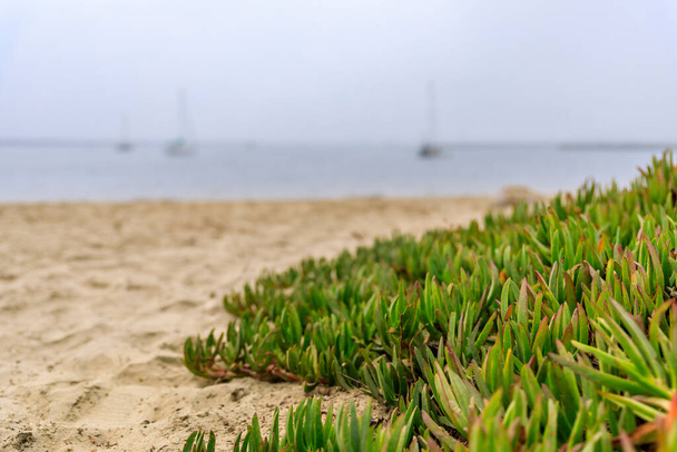 Ледяное растение и песок на пляже Тихого океана Half Moon Bay возле Сан-Франциско в туманный день, с размытыми лодками на заднем плане - Фото, изображение