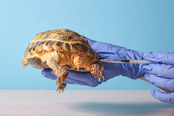 Veterinarian injecting Central Asian land turtle on blue background - Foto, immagini