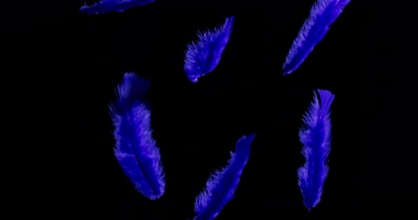 Isolated colour feather floating down on the black background - Footage, Video