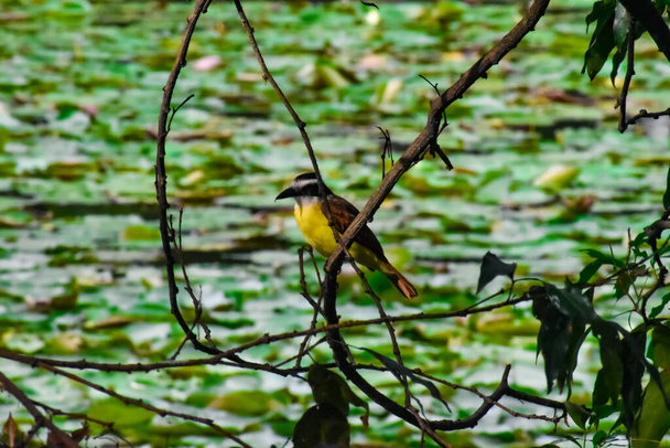 Μικρό πουλί με μαύρο φτέρωμα και κίτρινο στήθος, στέκεται σε ένα κλαδί. Πολύ κοινά είδη της κοιλάδας Abur. - Φωτογραφία, εικόνα