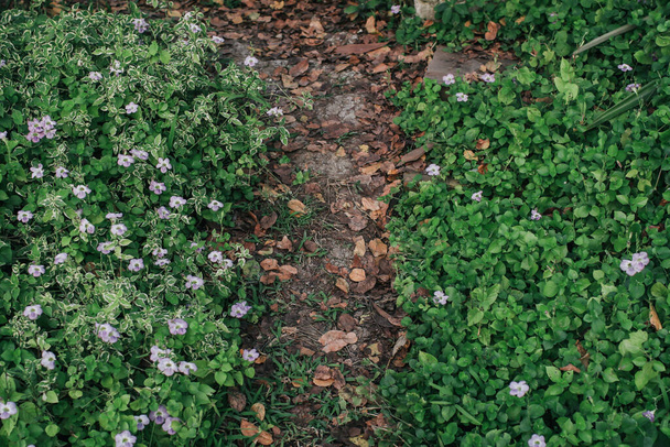 Fiori di crescione di roccia viola (Aubrieta deltoidea) che crescono su sentiero in giardino con sfondo verde. - Foto, immagini