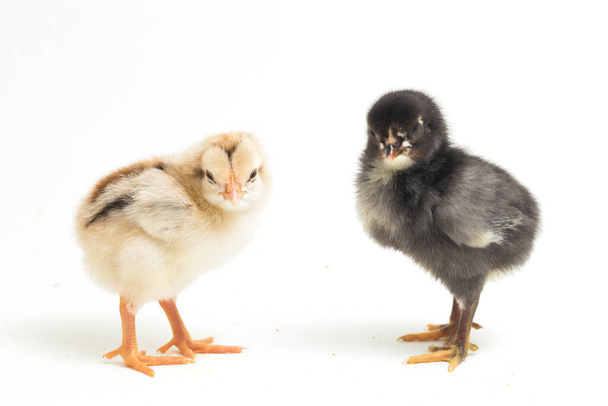 Dos recién nacidos Chick Ayam Kampung es la raza de pollo reportada desde Indonesia. 'pollo de campo libre' o literalmente 'pollo de pueblo' Gallus domesticus. aislado sobre fondo blanco - Foto, imagen