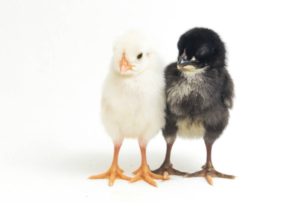 İki yeni doğan Ayam Kampung Endonezya 'dan bildirilen tavuk cinsidir. "Serbest tavuk" ya da "köy tavuğu" Gallus domesticus. beyaz arkaplanda izole - Fotoğraf, Görsel