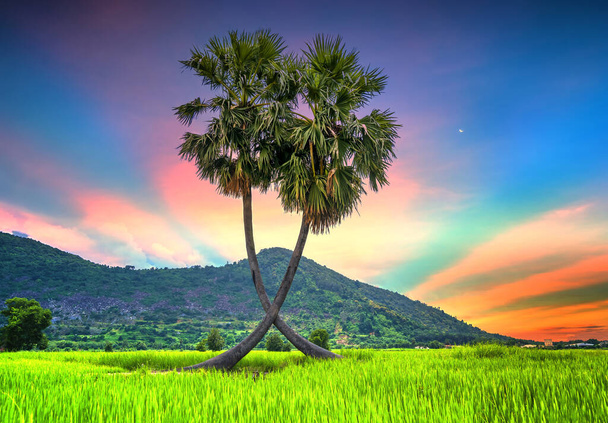 Coucher de soleil coloré palmiers à sucre dans une rizière avec une belle toile de fond de montagne - Photo, image