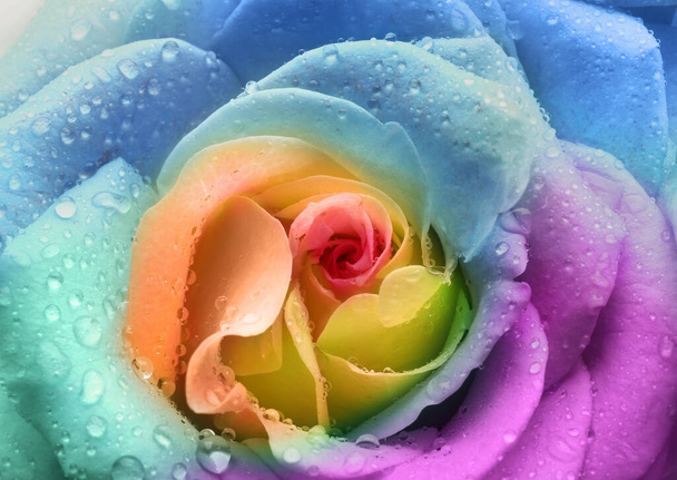Hermosa flor de rosa arco iris con gotas de agua, primer plano - Foto, imagen