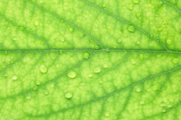 Texture of green leaf with water drops, closeup - Photo, Image