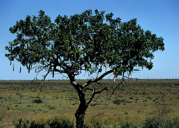 een enkele acaciaboom in de savanne van Afrika zorgt voor enige schaduw - Foto, afbeelding