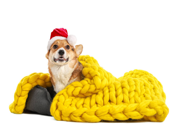 Lindo perro con sombrero de Santa en la cama de mascotas sobre fondo blanco - Foto, Imagen