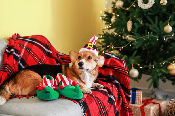 Χαριτωμένο σκυλί με το καπέλο ξωτικού στο σπίτι παραμονή Χριστουγέννων - Φωτογραφία, εικόνα