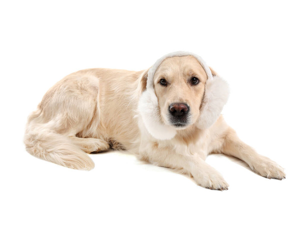 Aranyos kutya szőrme fejhallgató fehér háttér - Fotó, kép