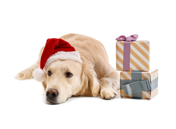 Χαριτωμένο σκυλί σε Σάντα καπέλο και με δώρα Χριστουγέννων σε λευκό φόντο - Φωτογραφία, εικόνα