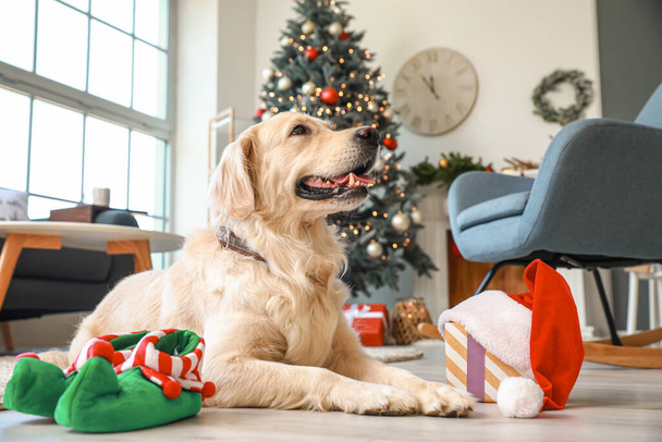 Χαριτωμένο σκυλί στο σπίτι παραμονή Χριστουγέννων - Φωτογραφία, εικόνα