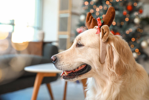 Cute pies z rogami jelenia w domu w Wigilię Bożego Narodzenia - Zdjęcie, obraz