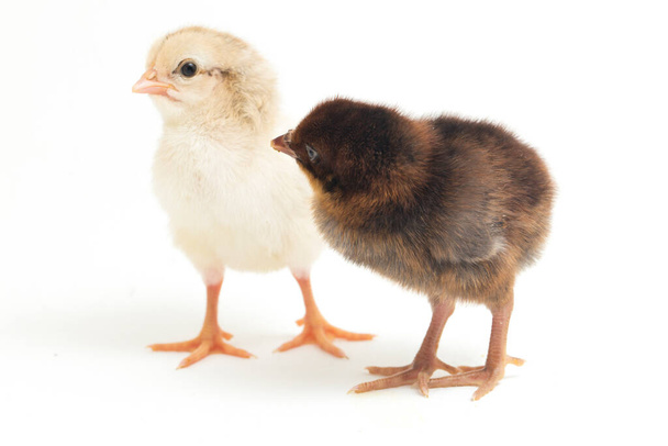 Dwa noworodka Chick Ayam Kampung jest rasa kurczaka zgłoszone z Indonezji. "kurczak z wolnego wybiegu" lub dosłownie "wiejski kurczak" Gallus domesticus. izolowany na białym tle - Zdjęcie, obraz