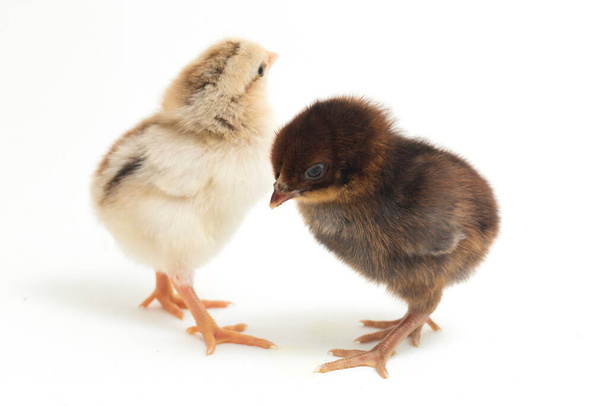 Dos recién nacidos Chick Ayam Kampung es la raza de pollo reportada desde Indonesia. 'pollo de campo libre' o literalmente 'pollo de pueblo' Gallus domesticus. aislado sobre fondo blanco - Foto, imagen