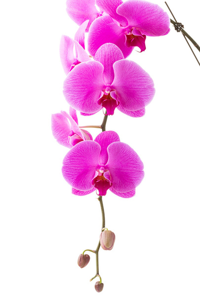 orkidea - Valokuva, kuva