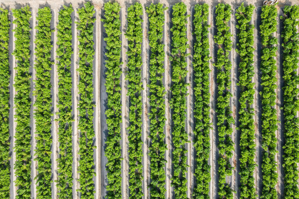vista aérea de la granja verde con verduras y frutas en Changhua, Taiwán - Foto, imagen