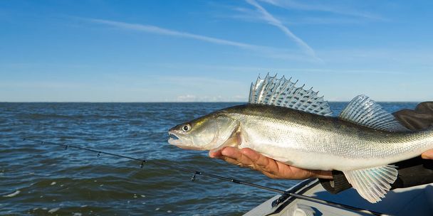 Ο ψαράς κρατά ένα πιασμένο ζάντερ ή μια πέρκα στα χέρια του στο φόντο της Βαλτικής θάλασσας. Αλιευτική έννοια αλιευμάτων και απελευθέρωσης. Ζάντερ στην ελευθερία - Φωτογραφία, εικόνα