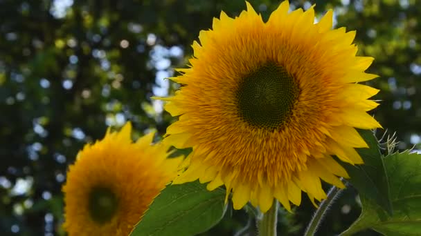 pelto keltainen auringonkukka kukkia taustaa vasten pilviä. Auringonkukka heiluu tuulessa. Kauniita peltoja auringonkukkien kesällä säteet kirkas aurinko. Viljelykasvien kypsytys pellolla. - Materiaali, video