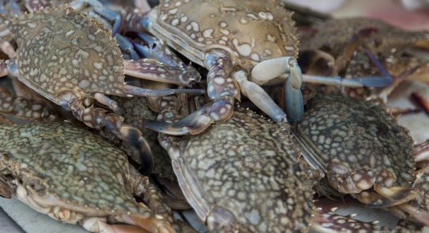 crabes sur le marché - Photo, image