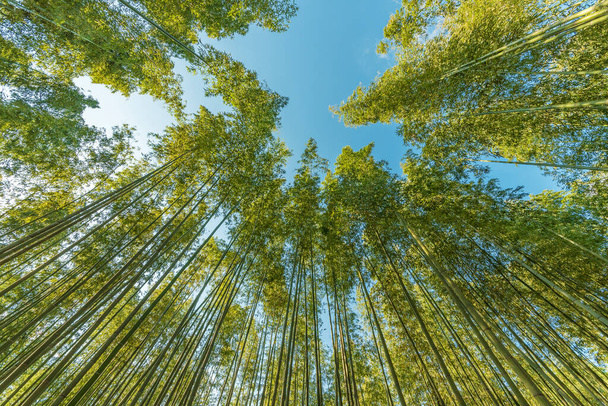 Bottom view of tall bamboo tree in evergreen forest of Arashiyama, Kyoto, Japan - Photo, Image