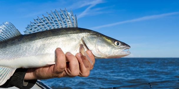 Fischer hält vor dem Hintergrund der Ostsee einen gefangenen Zander oder Zander in der Hand. Konzept für Fang und Freisetzung von Fischen. Zander über die Freiheit - Foto, Bild