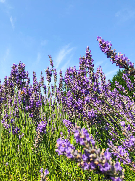 English lavender (Lavandula angustifolia)  is a flowering plant in the family Lamiaceae, native to the Mediterranean. - Photo, image