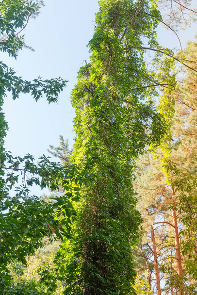 tronco de árvore firmemente entrelaçado com plantas de escalada na floresta mista no verão, vista inferior - Foto, Imagem