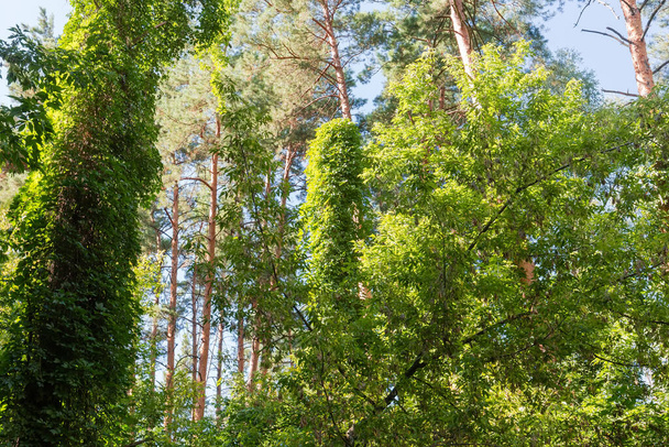 Фрагмент смешанного летнего леса с стволами деревьев, переплетенными альпинистскими растениями, вид снизу - Фото, изображение