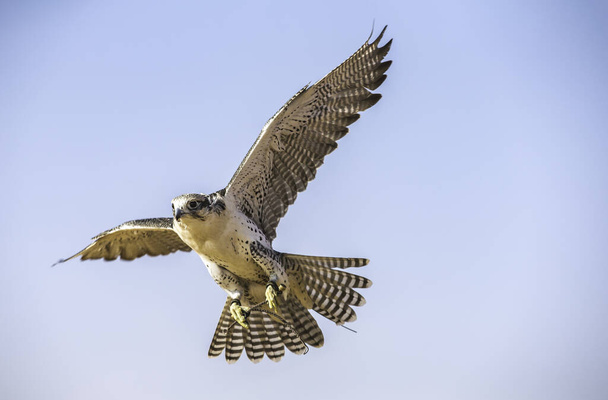 Falcon Peregrino (Falco Peregrinus) en vuelo contra el cielo azul - Foto, imagen
