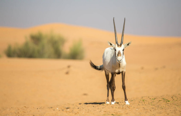 arabian oryx on sand dune in desert in UAE - Photo, Image