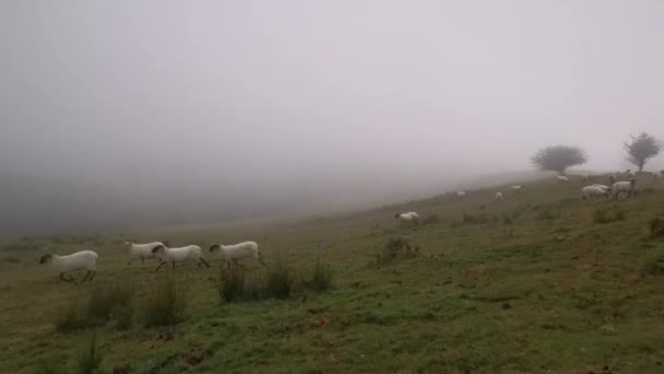 Troupeau de moutons effrayés fuyant vers la zone de sécurité. - Séquence, vidéo