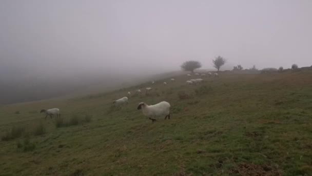 kudde bange schapen op de vlucht naar een veilige zone. - Video