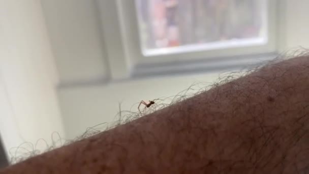 kruipende spin op de arm van een man binnen - Video