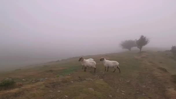 Manada de ovejas asustadas que huyen a una zona segura. - Metraje, vídeo