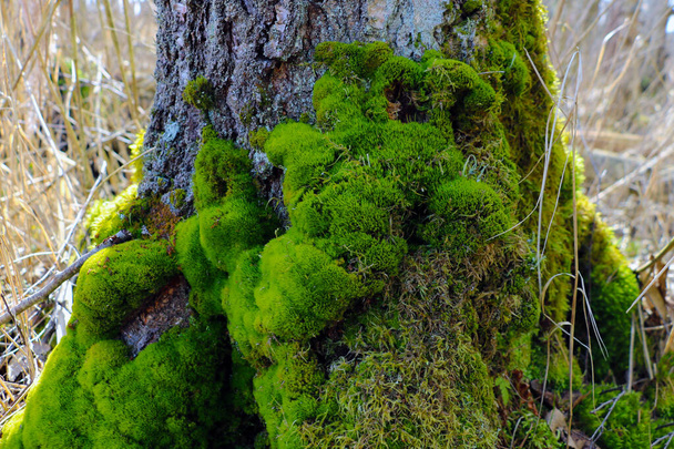 Le tronc d'un grand arbre couvert de mousse verte - Photo, image