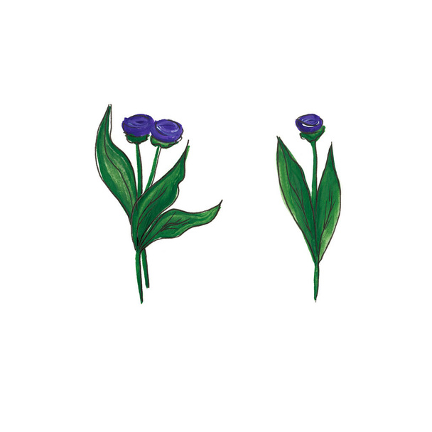 Purple flowers with green leaves and stems on a white background. Watercolor illustration. - Foto, imagen