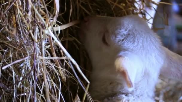 Kis bárány - Felvétel, videó