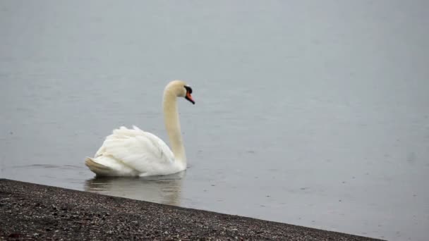 Swan in the rain - Footage, Video