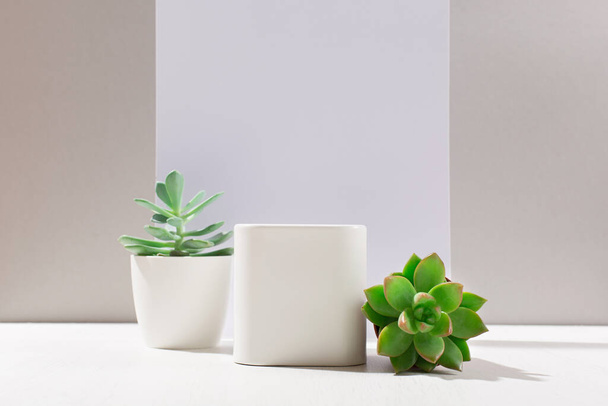 White empty boxe on light backdrop, cactus and succulent plants with shadow. Shop-window for cosmetic products. Display sample. Place Mockup style. Cosmetology and beauty concept - Foto, Imagen