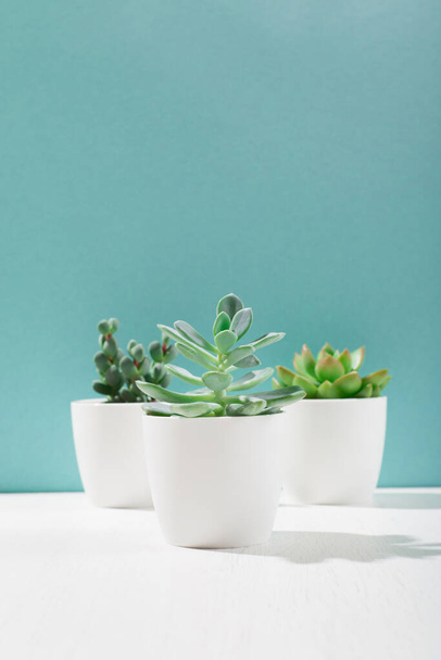 Collection of various cactus and succulent plants in white pots. Scandinavian room interior decoration. Mockup, copy space, blue background. Sunny tropical backdrop - Photo, image