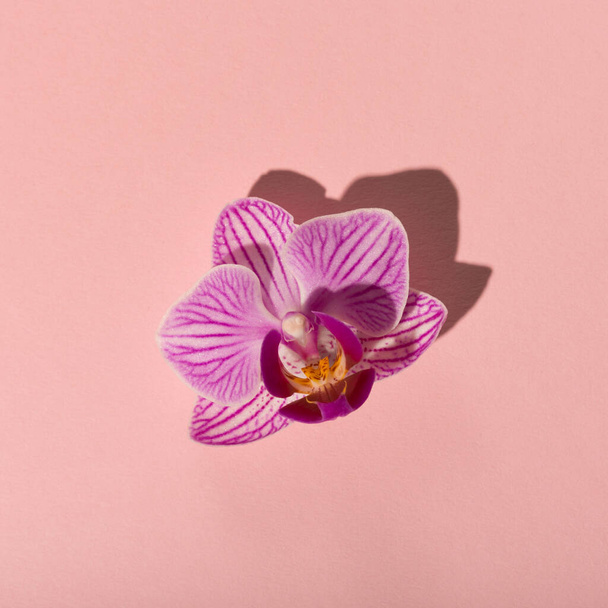 Gyönyörű rózsaszín virág phalaenopsis orchidea papíron modern rózsaszín háttér. Minimális virág koncepció a kemény fény árnyékok. Absztrakt háttér. Felülnézet, lapos fektetés, minimális természetvédelmi háttér. - Fotó, kép